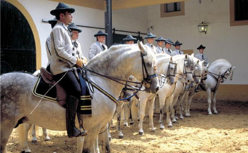 Il cavallo andaluso jerez de la frontera